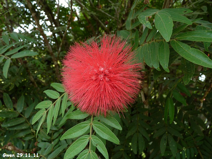 martinique11