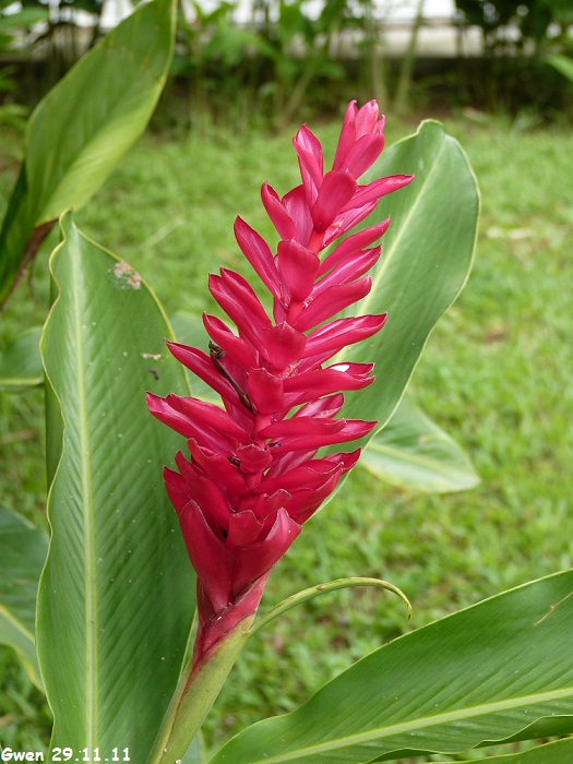 martinique11