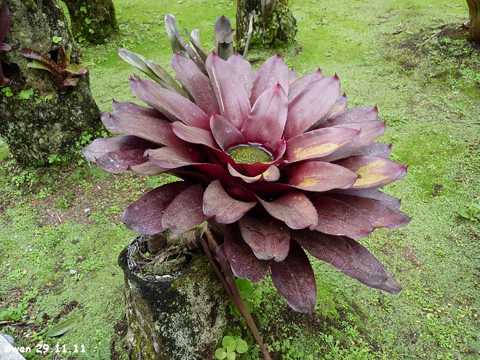 martinique11