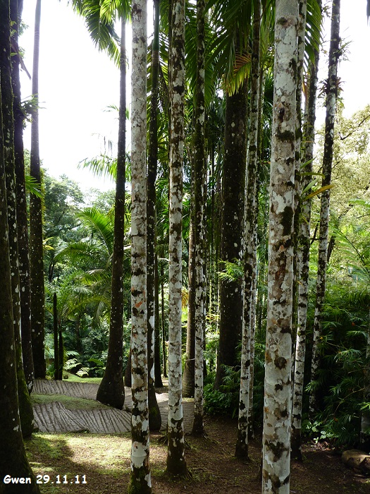 martinique11