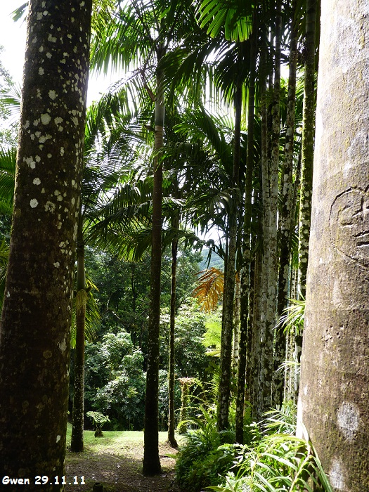 martinique11
