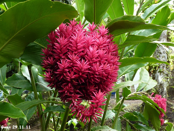 martinique11