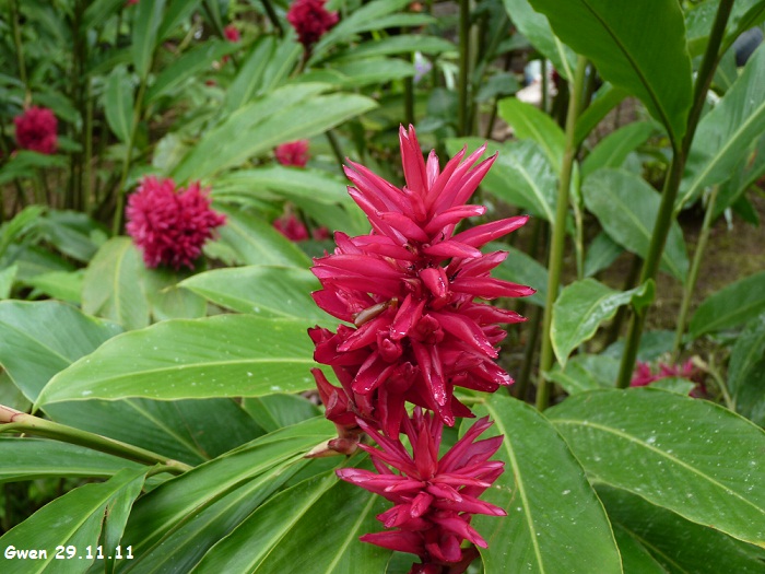 martinique11