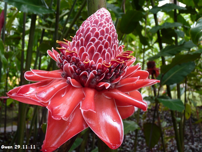 martinique11