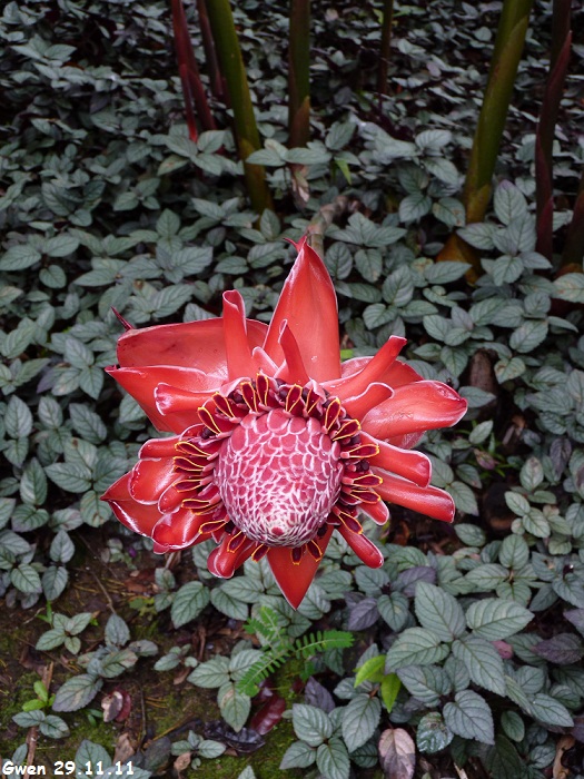 martinique11