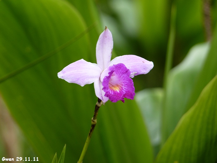 martinique11
