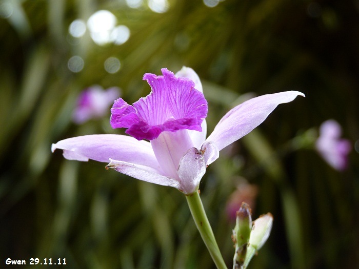 martinique11