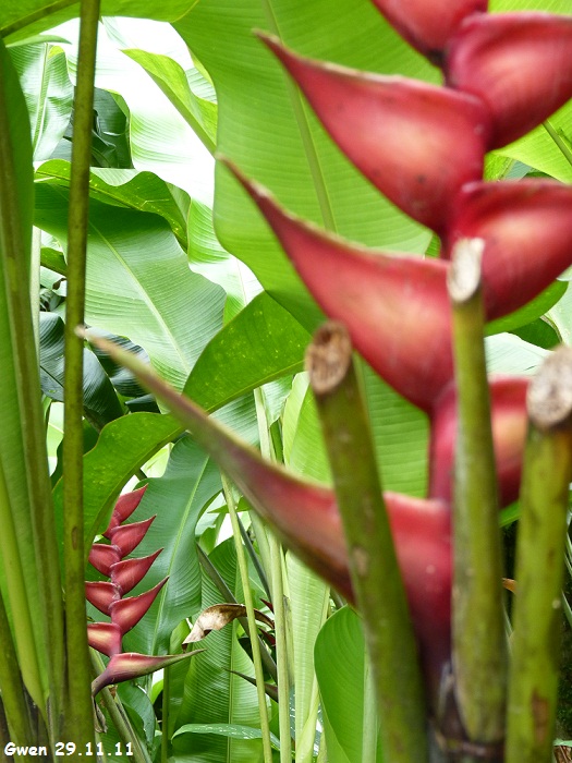 martinique11