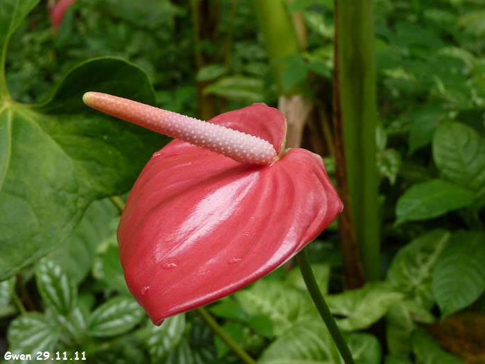 martinique11