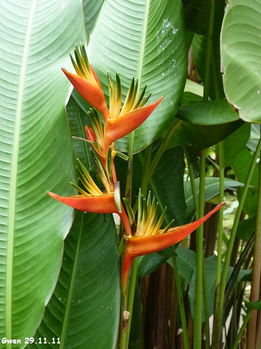 martinique11