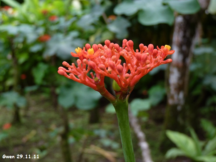 martinique11