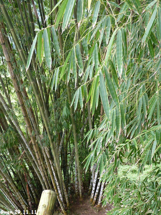 martinique11
