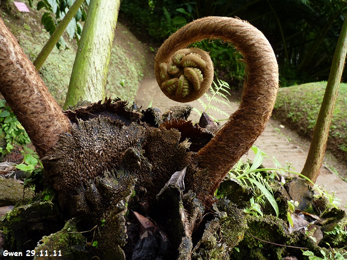 martinique11