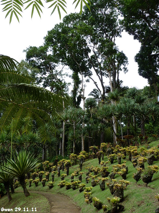 martinique11