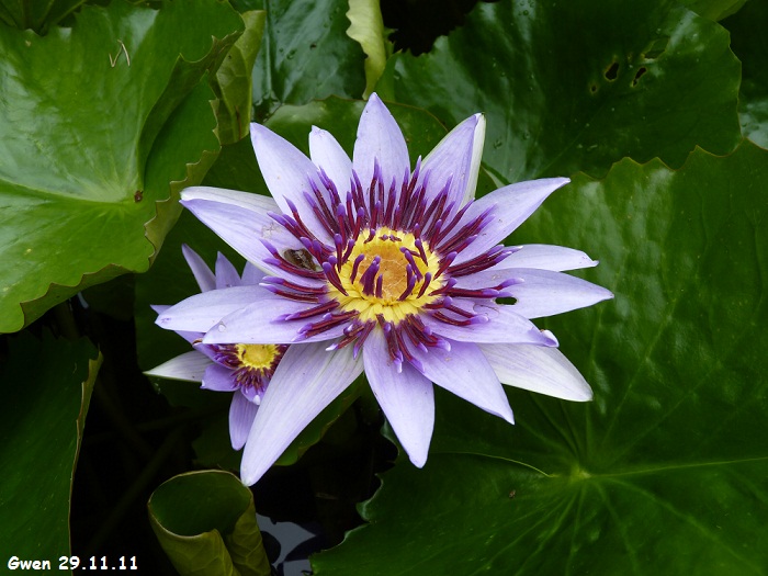 martinique11
