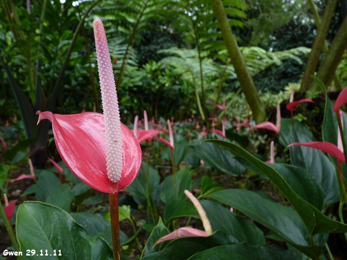 martinique11