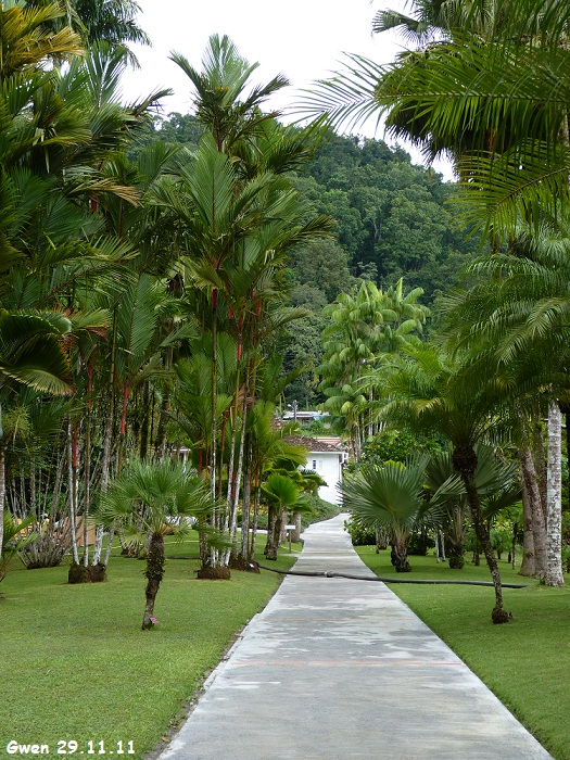 martinique11