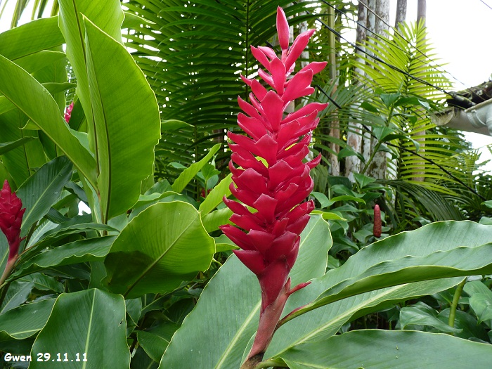 martinique11